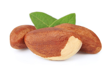 Bertholletia.Brazil nuts