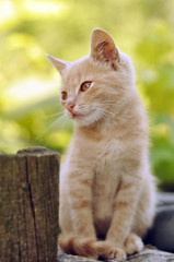 Cute red kitten outdoors