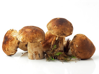 Funghi porcini - Mushrooms