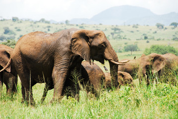 Herd of elephants, Kidepo Valley National Park, Uganda