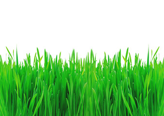 Fototapeta premium Green grass isolated on white