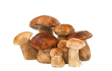 ceps isolated