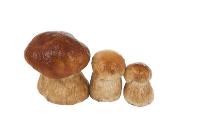 ceps isolated