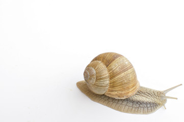 Escargot de Bourgogne