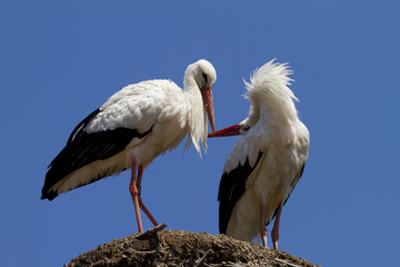stork couple
