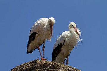 stork couple silently waiting