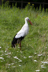 single stork