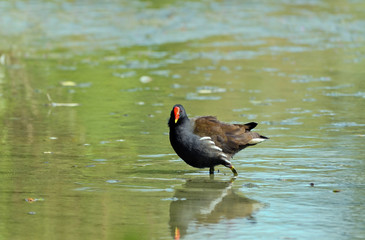 Gallinella d'acqua -Gallinula chloropus