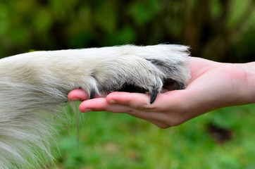 Hand Pfote Freundschaft