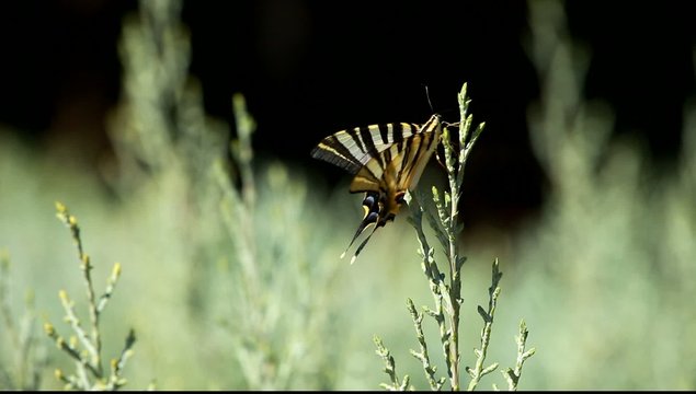 Giant Swallowtail Butterfly over green blured background