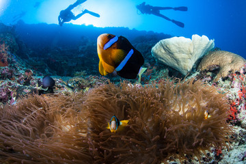 Ambiente submarino