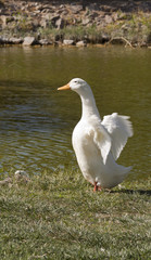 White goose standing on grass  