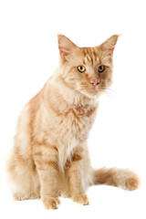 Obraz premium chat maine coon roux