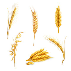 Wheat, set