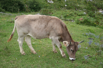 Vaca Comiendo