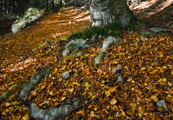 Autunno