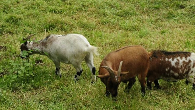 Zwergziegen auf der Weide