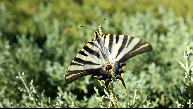 Giant Swallowtail Butterfly over green blured background
