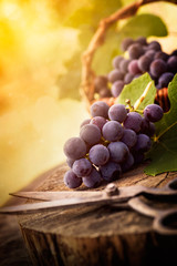Freshly harvested grapes - 44559310