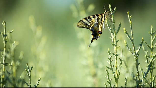 Giant Swallowtail Butterfly over green blured background