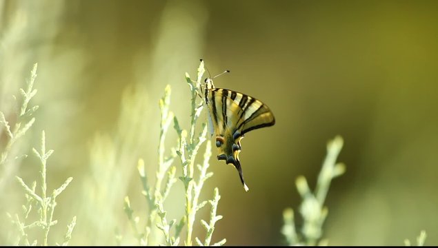 Giant Swallowtail Butterfly over green blured background