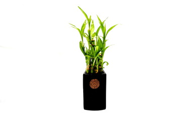Lucky Bamboo Plant in a Black Vase Isolated Over White