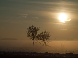 Winter landscape in pasture at sunset, Kinderdijk NetherlandsI