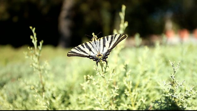 Giant Swallowtail Butterfly over green blured background