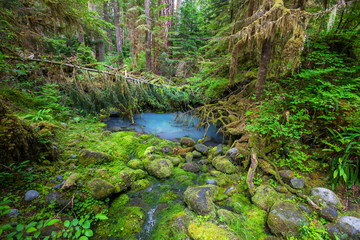 Lake in forest