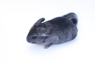 Young Chinchilla  on white