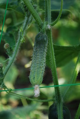 Огурец на грядке