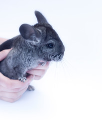 Young Chinchilla  on white