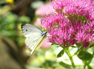 Obraz premium Weißer Schmetterling auf einer rosa blühenden Pflanze