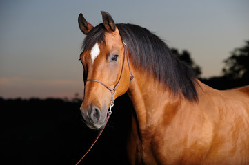 Naklejka na ściany i meble Trakehner stallion in the barn