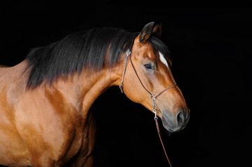 Fototapeta na wymiar Trakehner stallion in the barn