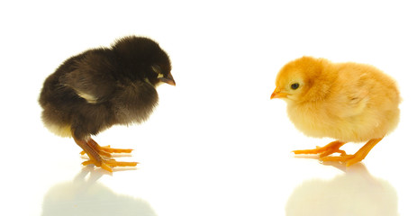 black and yellow little chickens isolated on the white