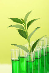 Test-tubes with a green solution and the plant