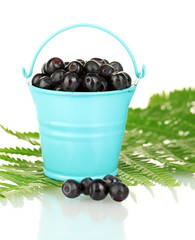 ripe blueberries in blue bucket on fern close-up