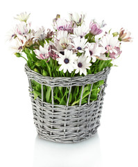 bouquet of beautiful summer flowers in wicker vase, isolated