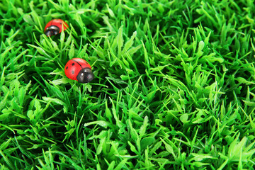 ladybirds on green grass
