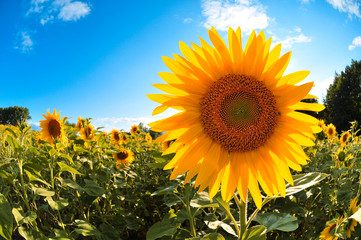 Nature sunflower