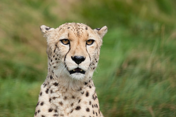 Naklejka na ściany i meble Portret Head Shot Pięknej Cheetah