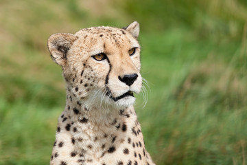 Portrait of Beautiful Curious Cheetah