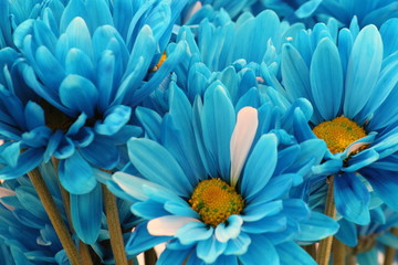 Bunch of Blue daisies