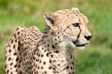 Side Portrait of Cheetah Against Grass