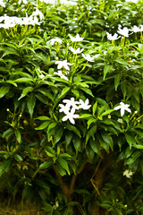 white flowers on green background