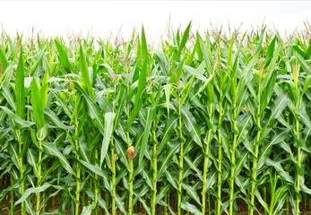 A green field of corn