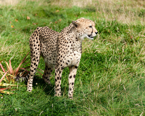 Naklejka na ściany i meble Widok z boku z Cheetah w wysokiej trawie