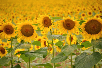 Row of Sunflowers