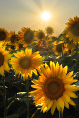 Fototapeta premium Sunflower Field